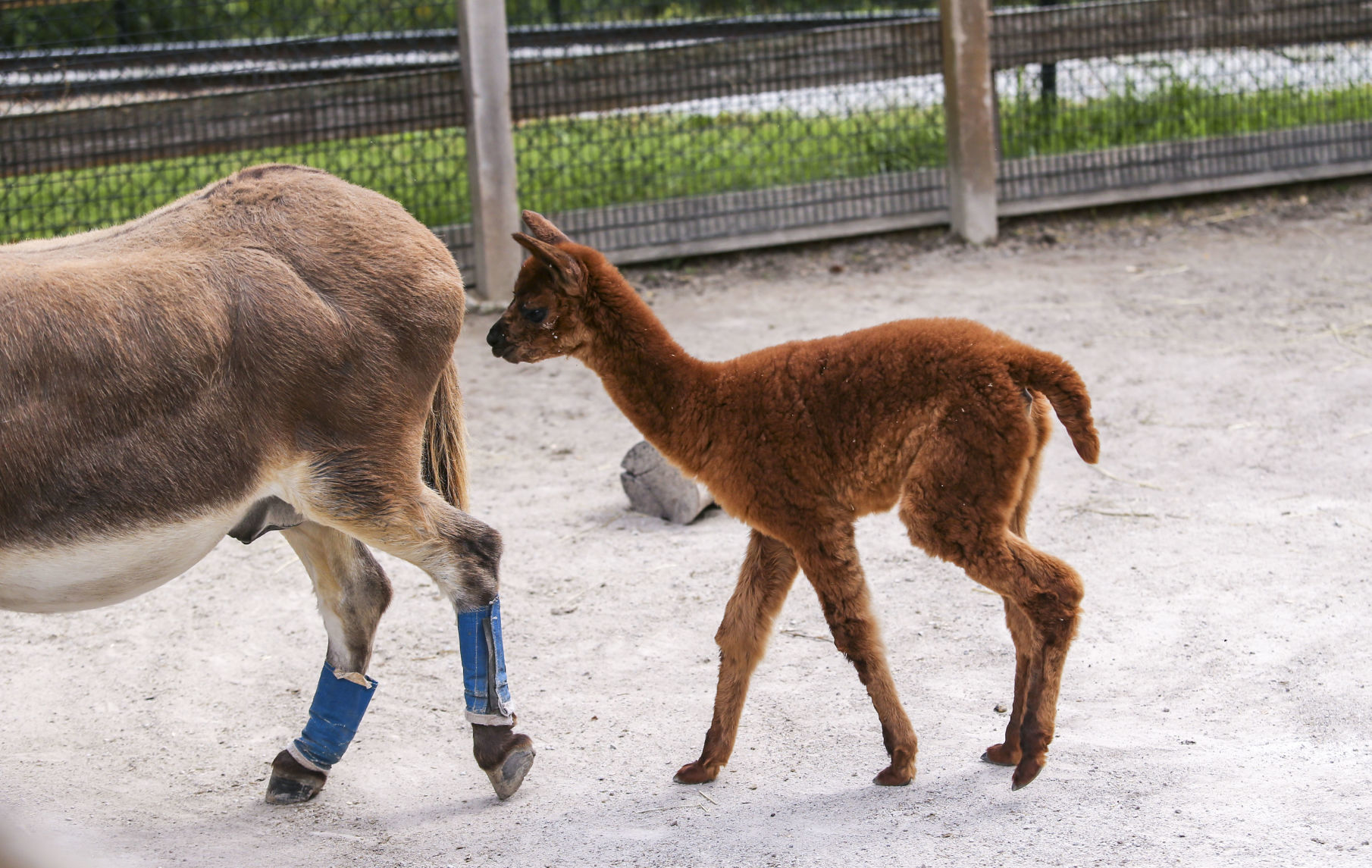 091119-mda-nws-zoobaby-011